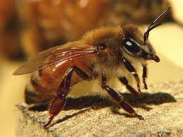 Pure Unbleached Natural Beeswax